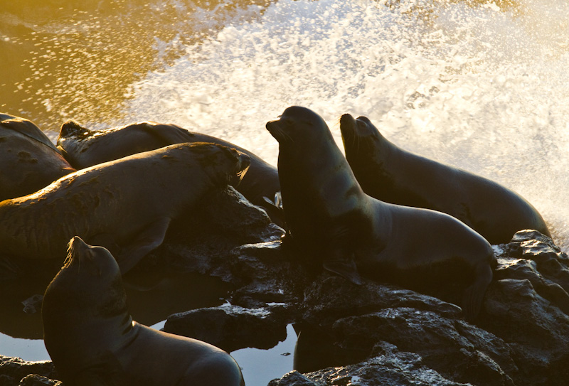 California Sea Lions